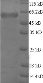 SDS-PAGE
