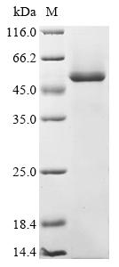 SDS-PAGE