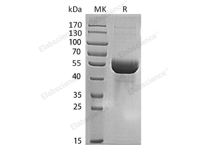 Валидация Elabscience PKSH032767(3191)