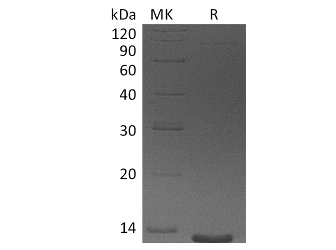 Валидация Elabscience PKSH033733(4011)