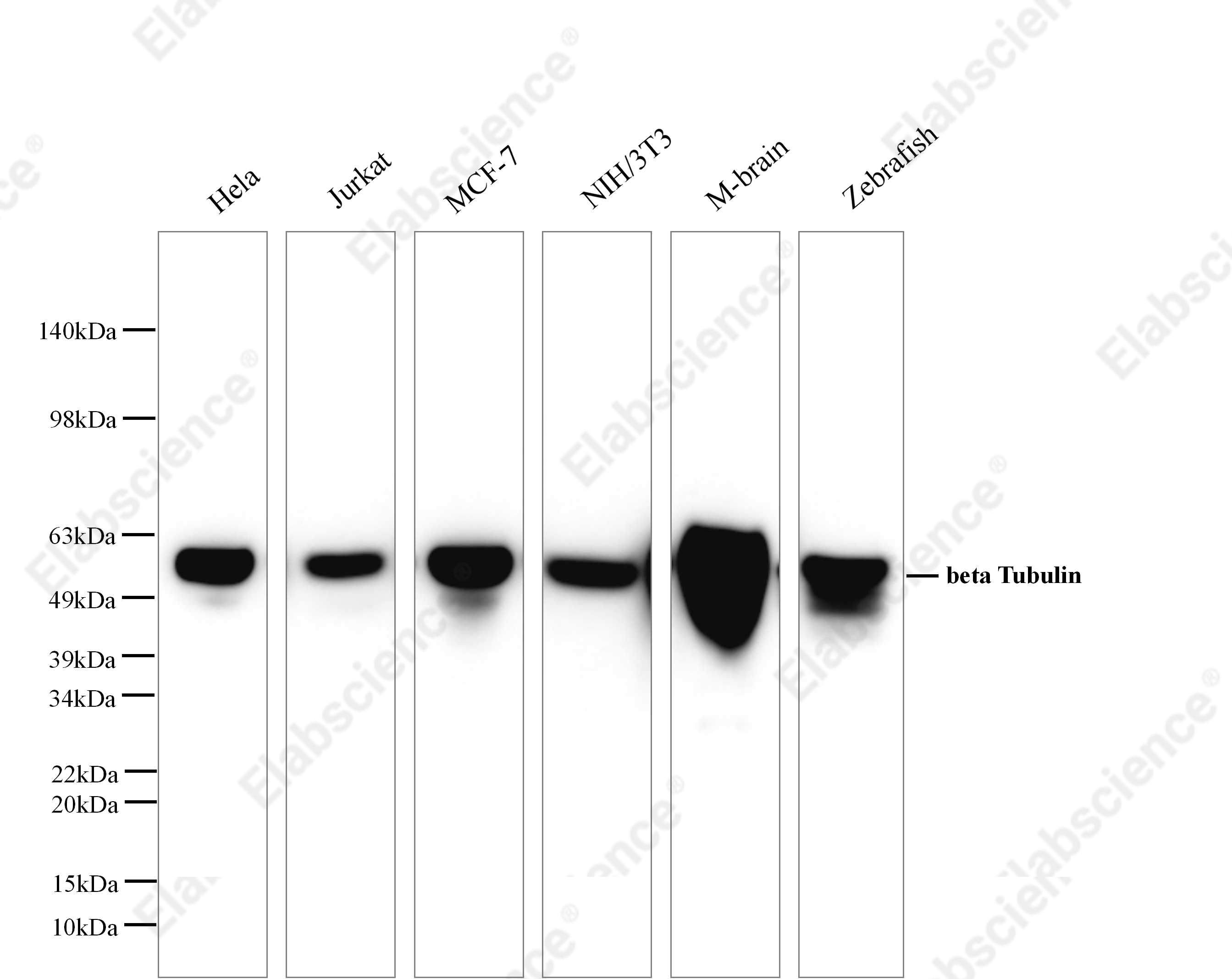 Вестерн-блоттинг, Beta Tubulin, лизаты клеток HeLa, Caco-2, HT-29, NIH/3T3, Raw264.7 и ткань печени крысы