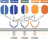 Platelet Derived Growth Factor BB (PDGFBB)
