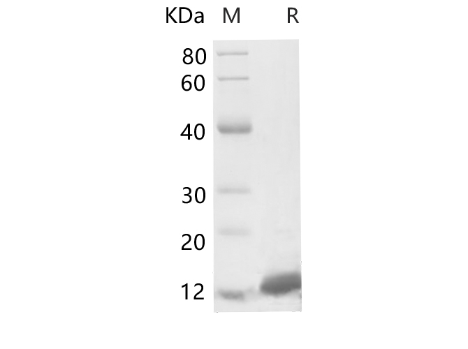 Валидация Elabscience PDEH100702(177)