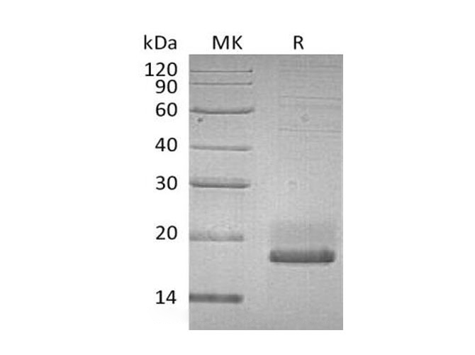 Валидация Elabscience PKSH033069(3439)