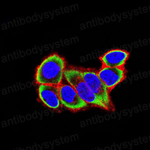 Валидация IF - AntibodySystem RHC24105