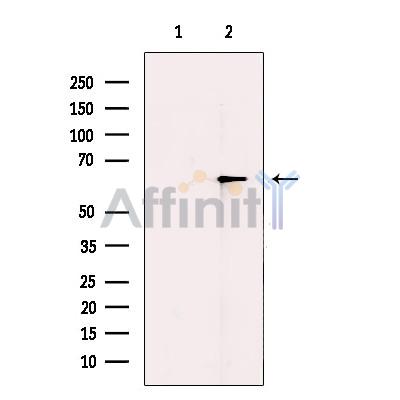 Валидация Affinity DF13325 - 8497