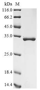 SDS-PAGE