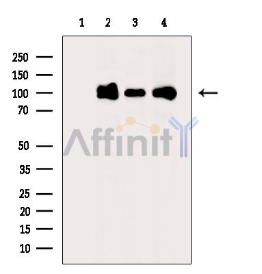Валидация Affinity DF14013 - 9774