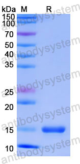 Валидация SDS-PAGE - AntibodySystem RHE33801