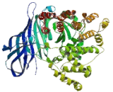 Arginyl Aminopeptidase (RNPEP)