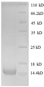 SDS-PAGE