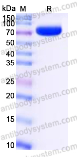EHP17501, SDS-PAGE