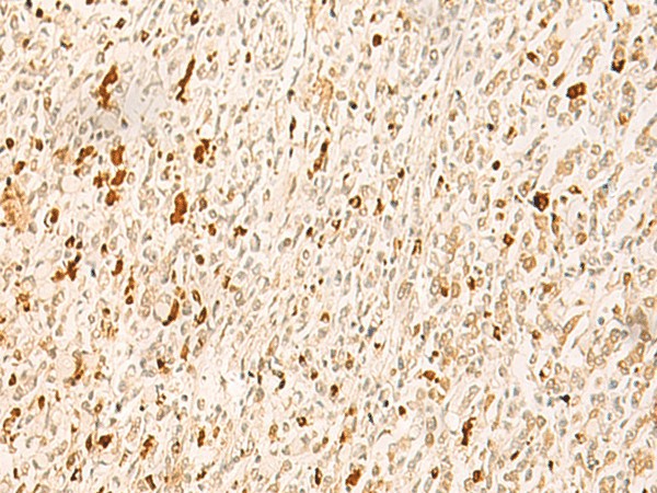 Валидация Elabscience E-AB-52837