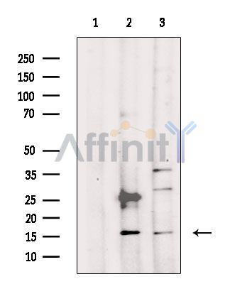 Валидация Affinity DF3682 - 14696