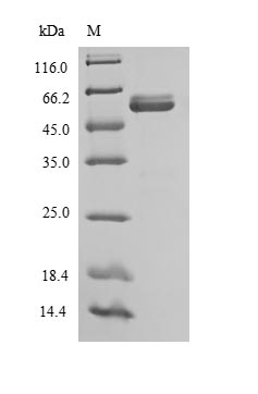 SDS-PAGE