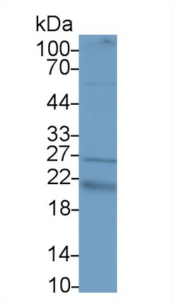 64263