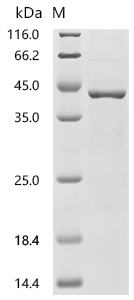 SDS-PAGE