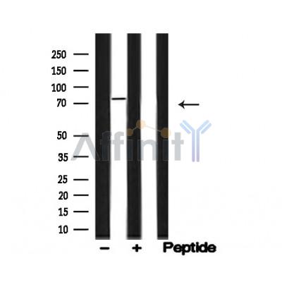Валидация Affinity AF4742 - 2361