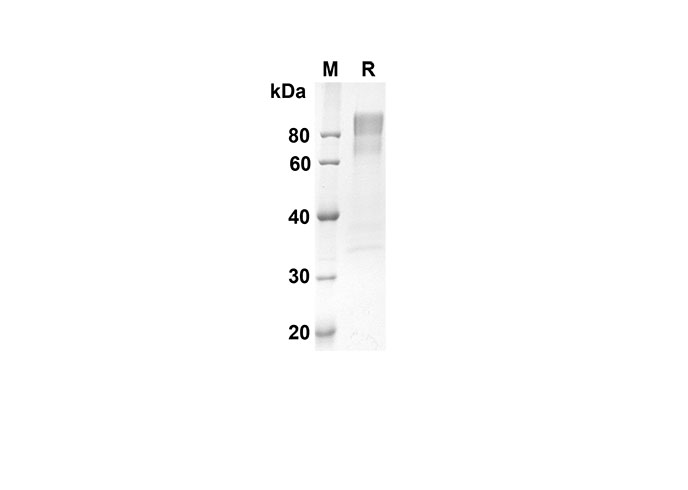Валидация Elabscience PDMH100233(856)