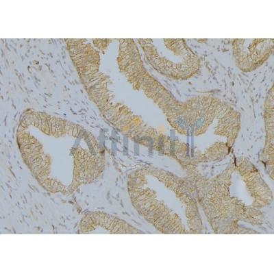 Валидация Affinity AF5482 - 3159