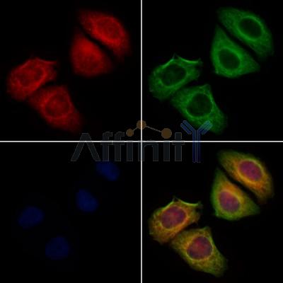 Валидация Affinity DF6086 - 17300