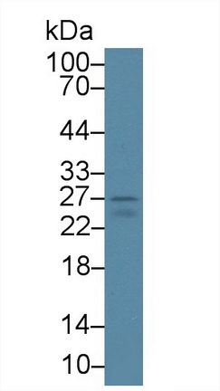 13516