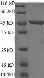 SDS-PAGE