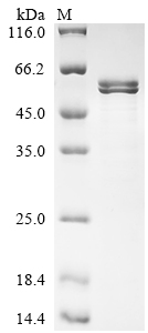 SDS-PAGE