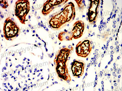 Валидация AntibodySystem RHK05801