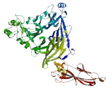 Semaphorin 4B (SEMA4B) Semaphorin 4B (SEMA4B)