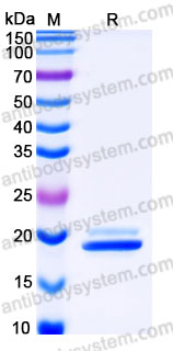 YHG58001, SDS-PAGE