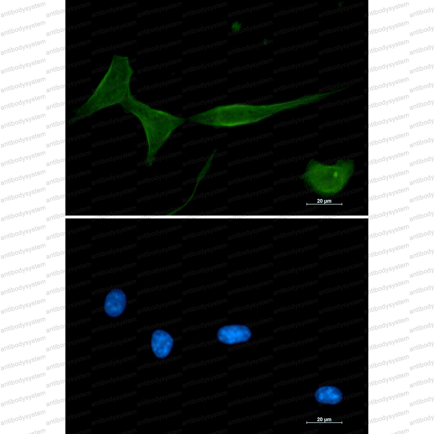 Валидация IF - AntibodySystem RMG05501