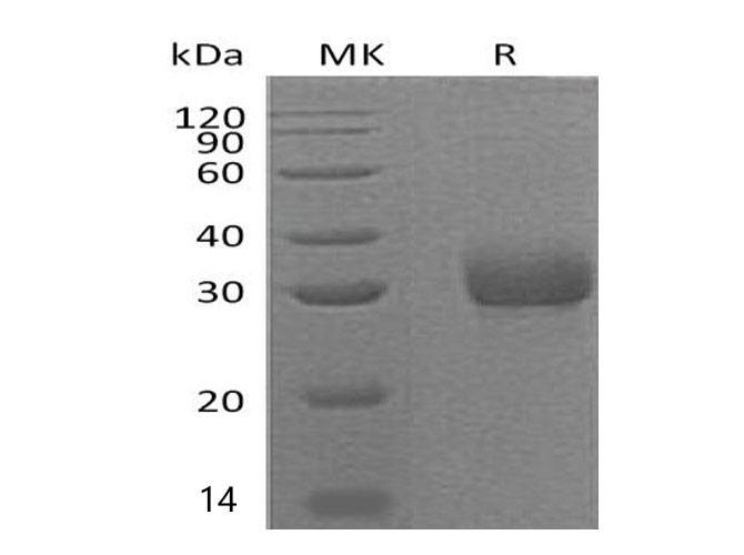 Валидация Elabscience PKSM040961(4900)