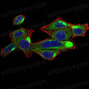 Валидация IF - AntibodySystem RHC87201