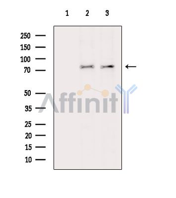 Валидация Affinity DF15736 - 12211