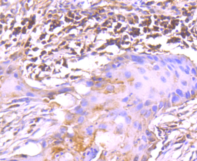 Валидация AssayVector ARM2638(4890)