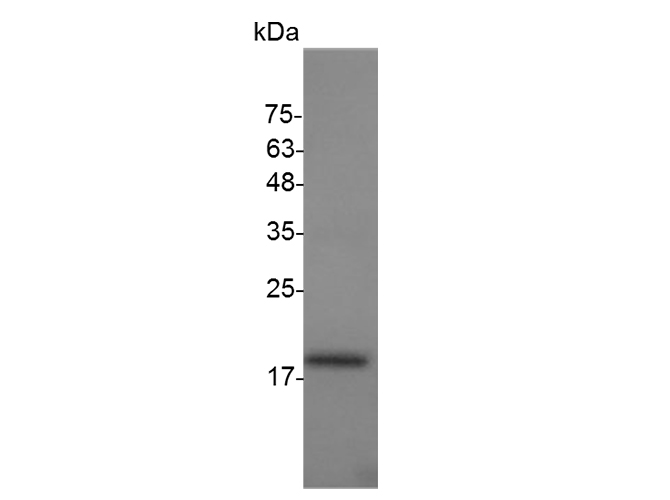 Валидация Elabscience PKSM041502(5362)
