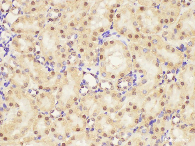 Валидация Elabscience E-AB-53271