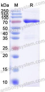 Валидация AntibodySystem EXX25001