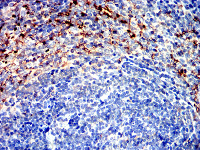 Валидация AntibodySystem RHB67102 (353)