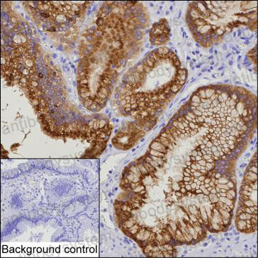 Валидация AntibodySystem RHK87402 (3739)