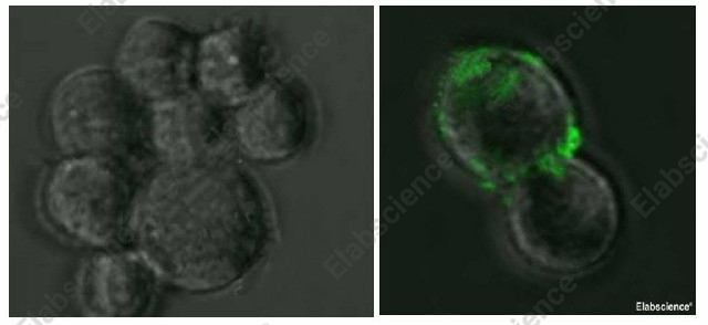 Иммунофлуоресценция, SARS-CoV Spike Protein, клетки 293T