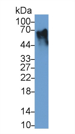 11677