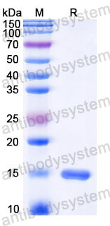 YHC34702, SDS-PAGE