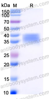 EHG17502, SDS-PAGE