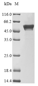 SDS-PAGE