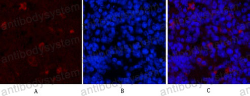 Валидация IF - AntibodySystem RMP13401
