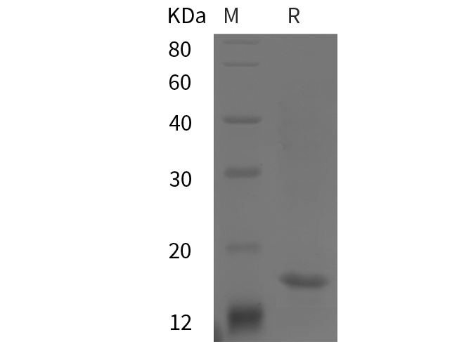Валидация Elabscience PDEM100308(632)
