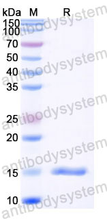 Валидация SDS-PAGE - AntibodySystem RZZ01807