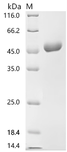 SDS-PAGE